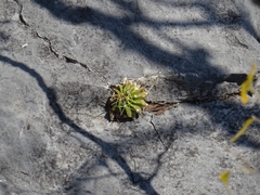 Ferocactus echidne victoriensis