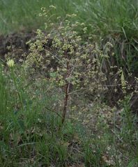 Trinia kitaibelii