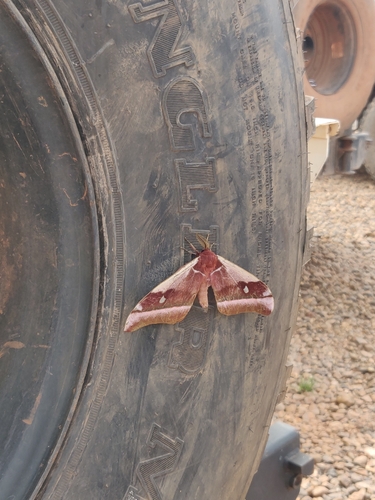 Cabbage Tree Emperor