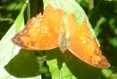 Polyura pleione