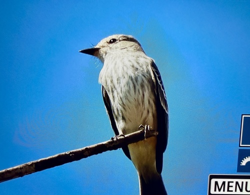 Vermilion Flycatcher