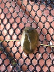 Cyzicus californicus