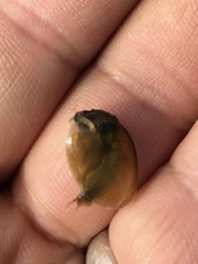 Cyzicus californicus