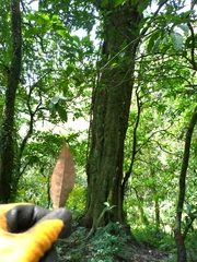 Castanopsis carlesii