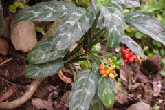 Aglaonema