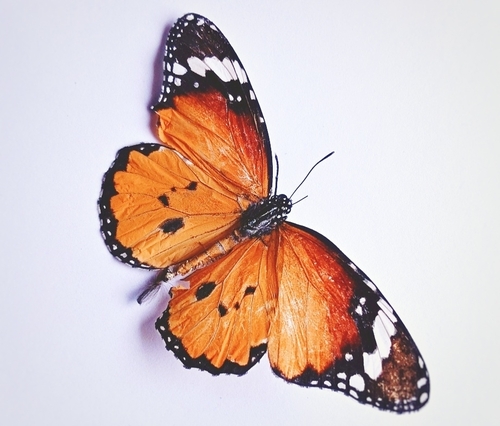 Plain Tiger Butterfly