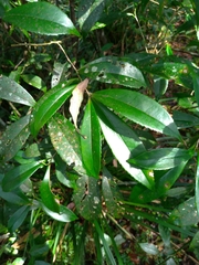 Pyrenaria microcarpa