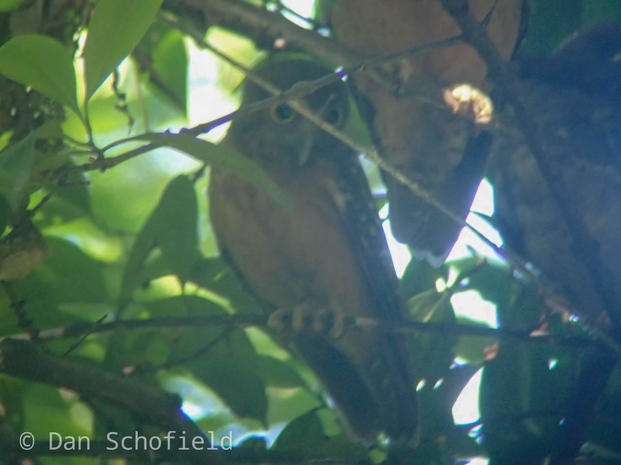 Ochre-bellied Boobook (Ninox ochracea), photo 9