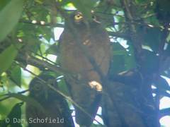 Ninox ochracea