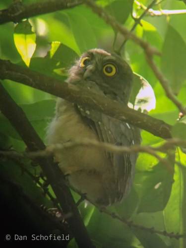 Ochre-bellied Boobook (Ninox ochracea), photo 8