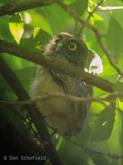 Ninox ochracea
