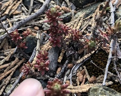 Sedum radiatum