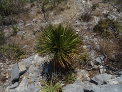 Dasylirion miquihuanense