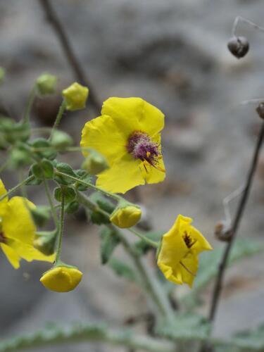 Verbascum arcturus, photograph 2