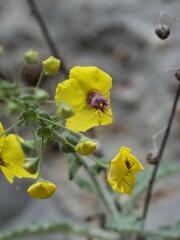 Verbascum arcturus, photograph (c) Daniel Cahen, some rights reserved (CC BY)