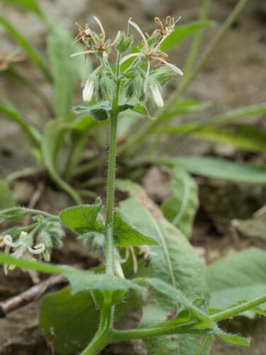 Symphytum creticum (Symphytum creticum)