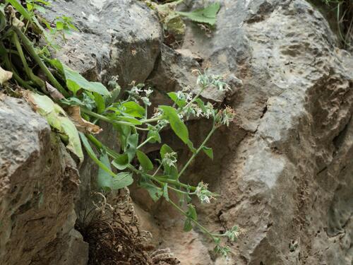 Symphytum creticum (Symphytum creticum)