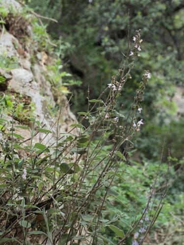 Salvia fruticosa, photograph 4