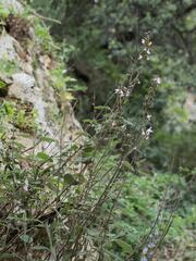 Salvia fruticosa, photograph (c) Daniel Cahen, some rights reserved (CC BY)