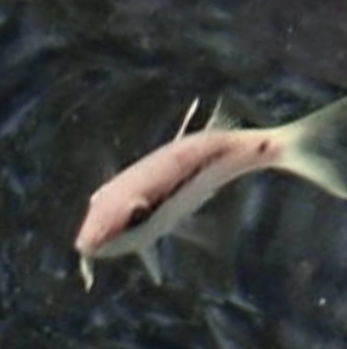 Parupeneus forsskali
