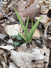 Hemerocallis fulva