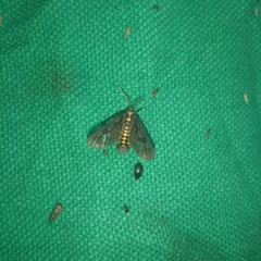Eressa confinis