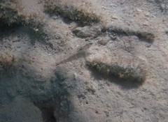 Coryphopterus glaucofraenum