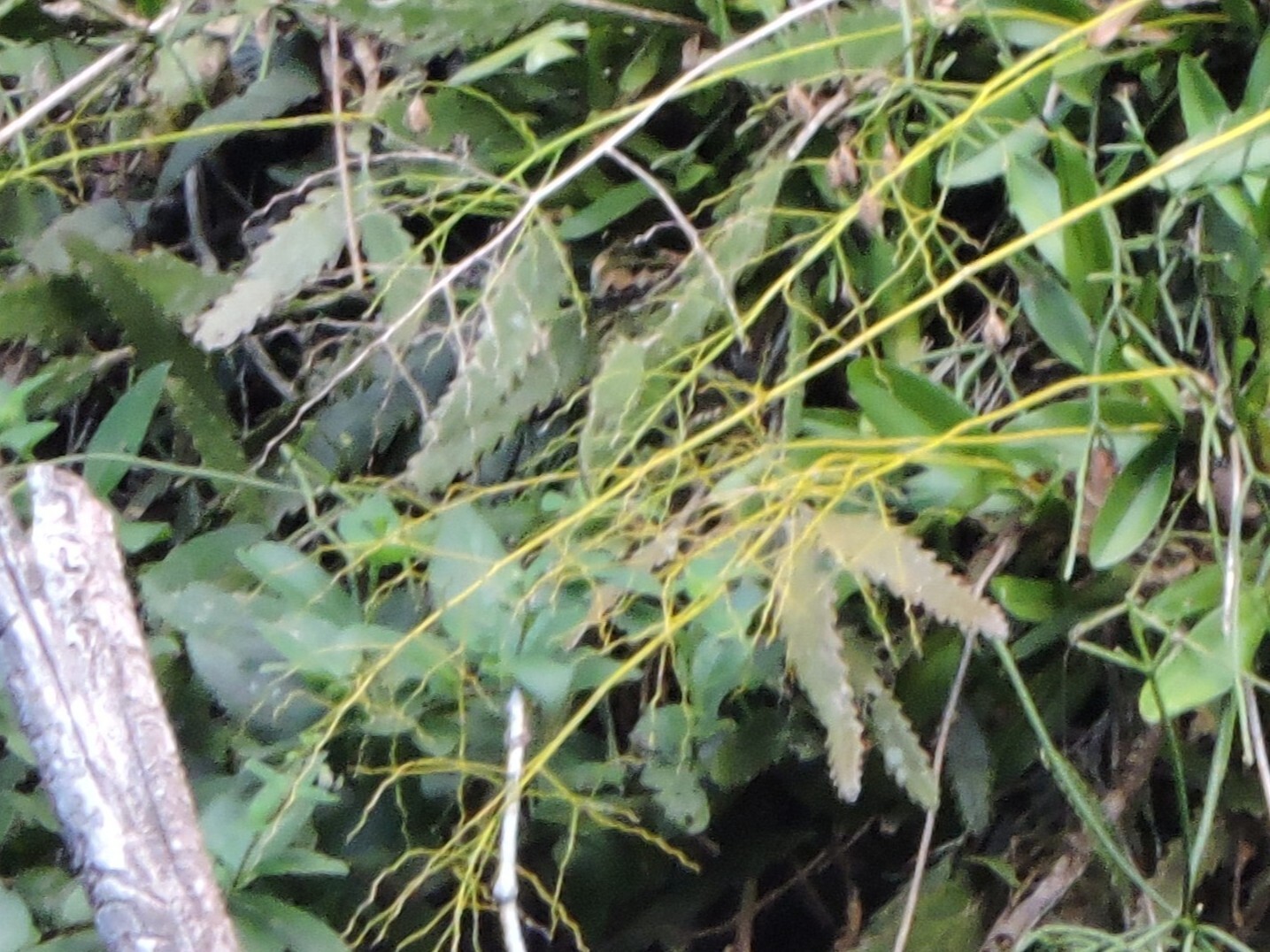 Lepismium houlletianum