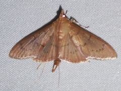 Tetridia vinacealis