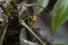 Gastrochilus calceolaris, photograph (c) Wang.QG, some rights reserved (CC BY)