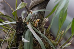 Gastrochilus calceolaris