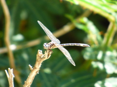 Progomphus clendoni