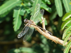 Progomphus clendoni