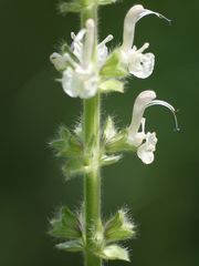 Salvia austriaca