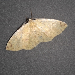 Periclina