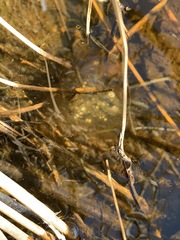 Ambystoma gracile