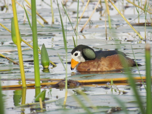 iNaturalist image