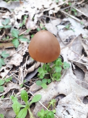 Psathyrella pseudovernalis