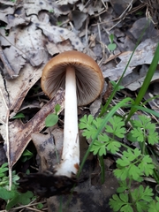 Psathyrella pseudovernalis
