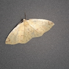 Periclina
