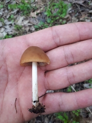 Psathyrella pseudovernalis