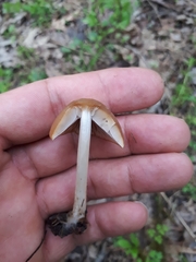 Psathyrella pseudovernalis