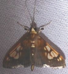 Ulopeza