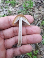 Psathyrella pseudovernalis