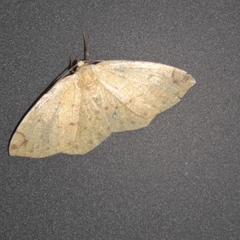 Periclina