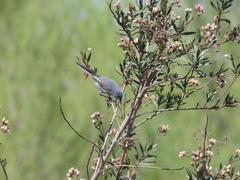 Polioptila caerulea