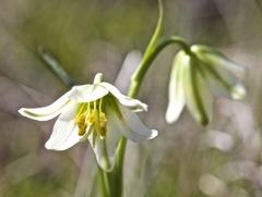Fritillaria liliacea