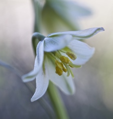 Fritillaria liliacea