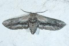 Holochroa dissociarius