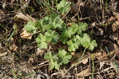 Geranium asphodeloides